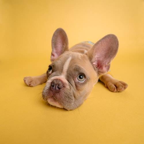 a French bulldog is lying down on yellow backdrop, looking up with its paws spread out