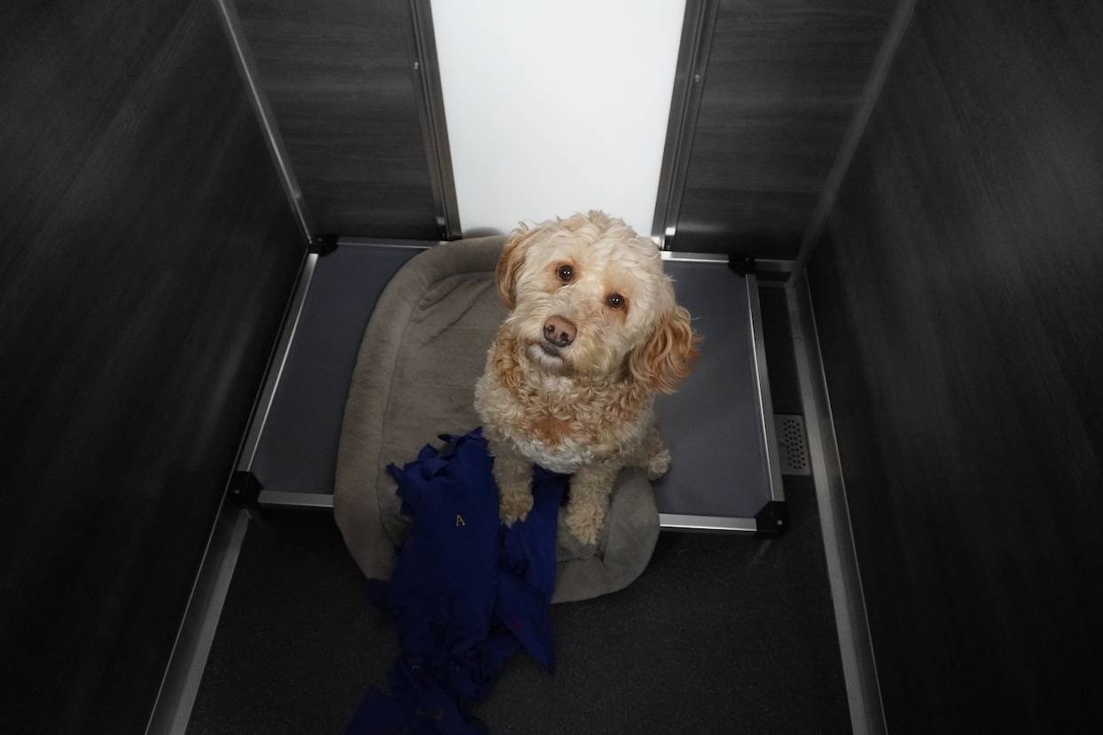 dog sitting on bed