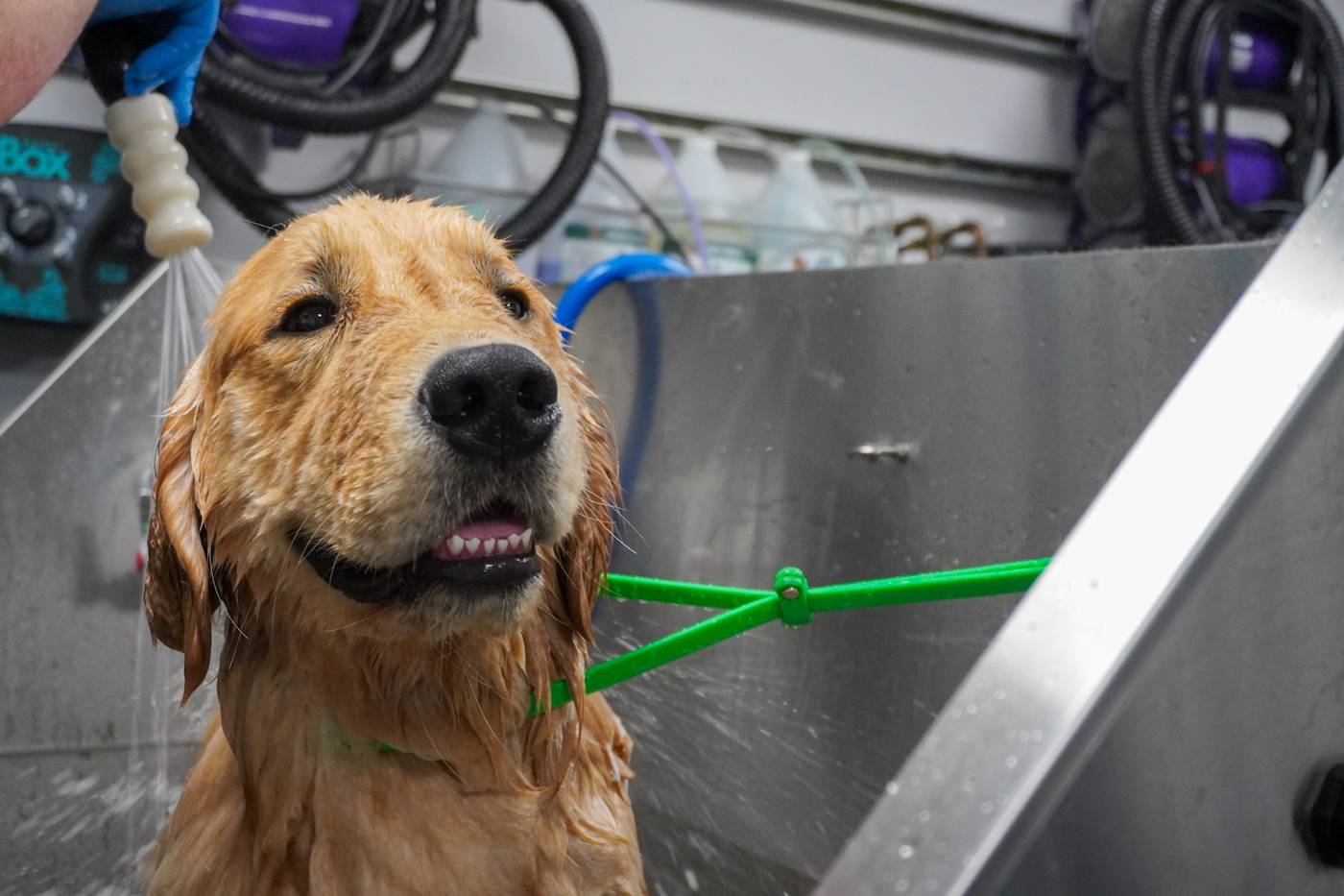 dog taking a bath in a tub