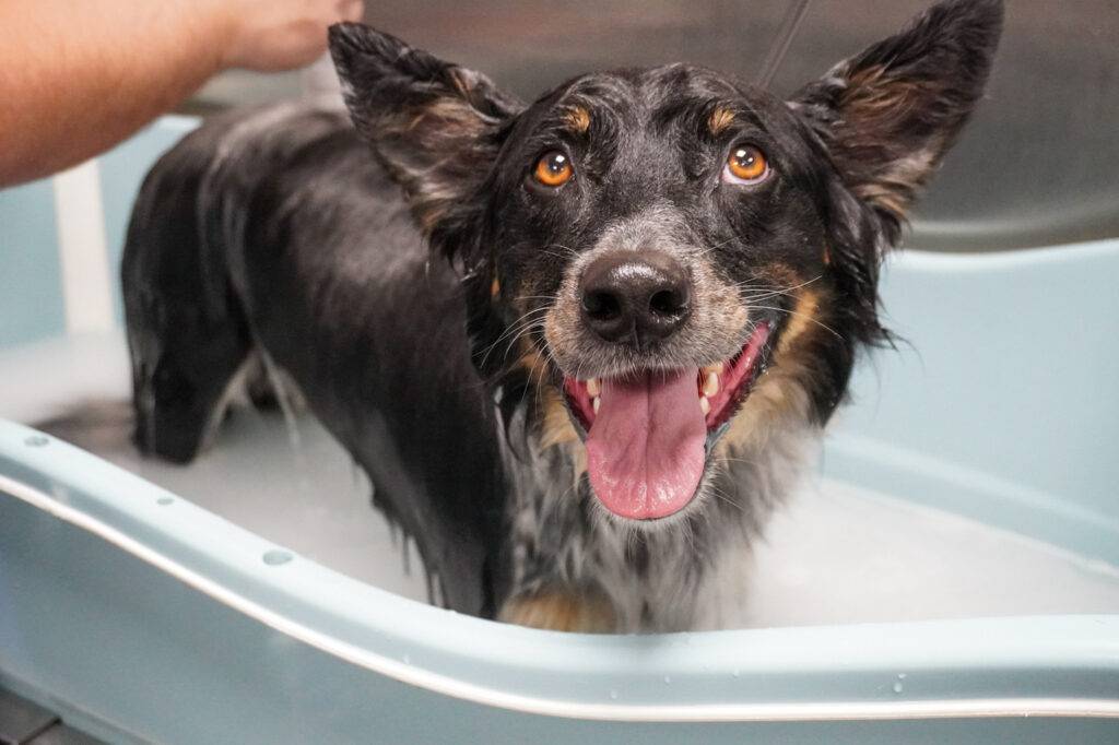 dog getting a bath