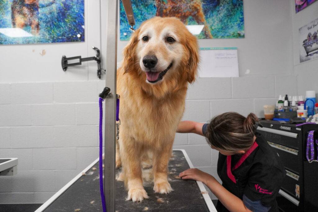 dog having its hair cut