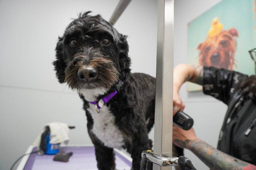 dog with dark brown fur being groomed