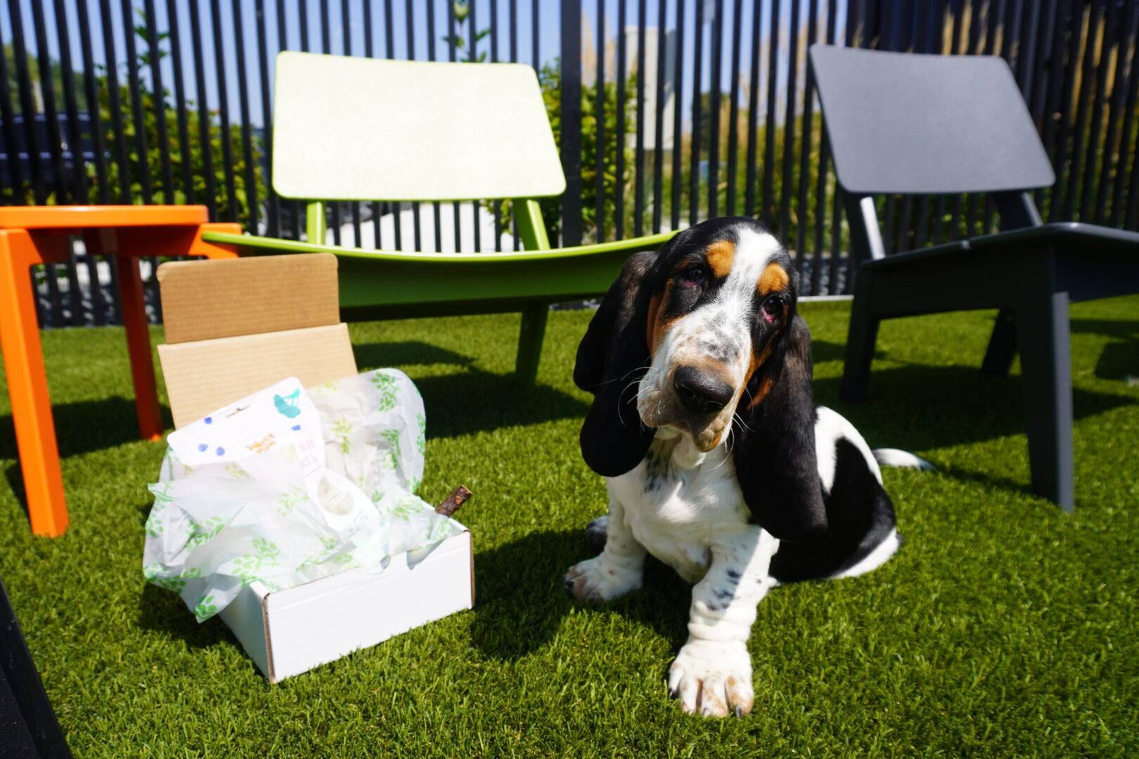 Dog with Bone Box