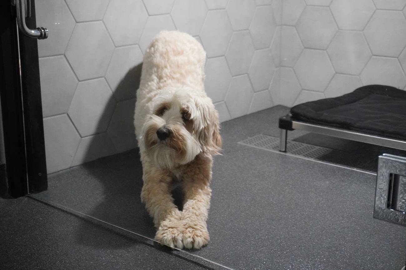 dog stretching