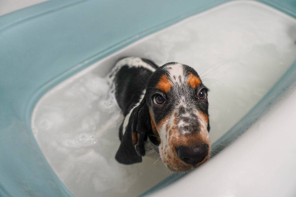 dog taking a bath