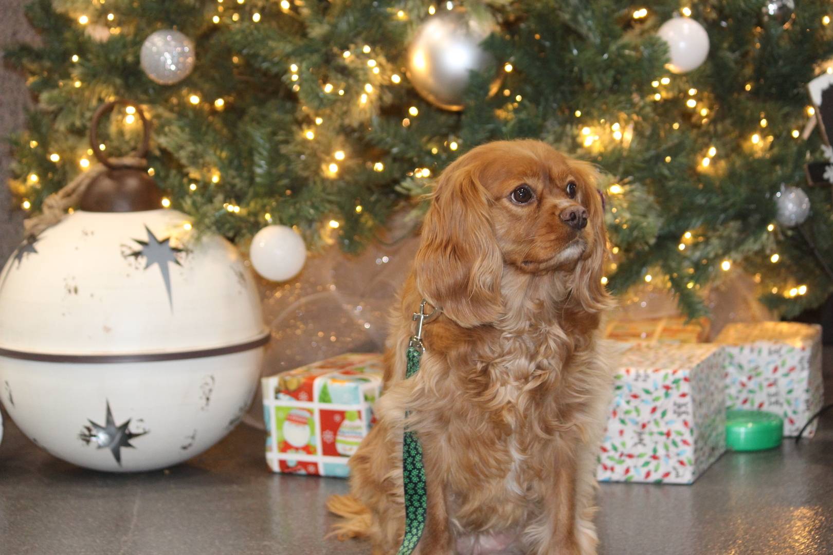 dog under a Christmas tree